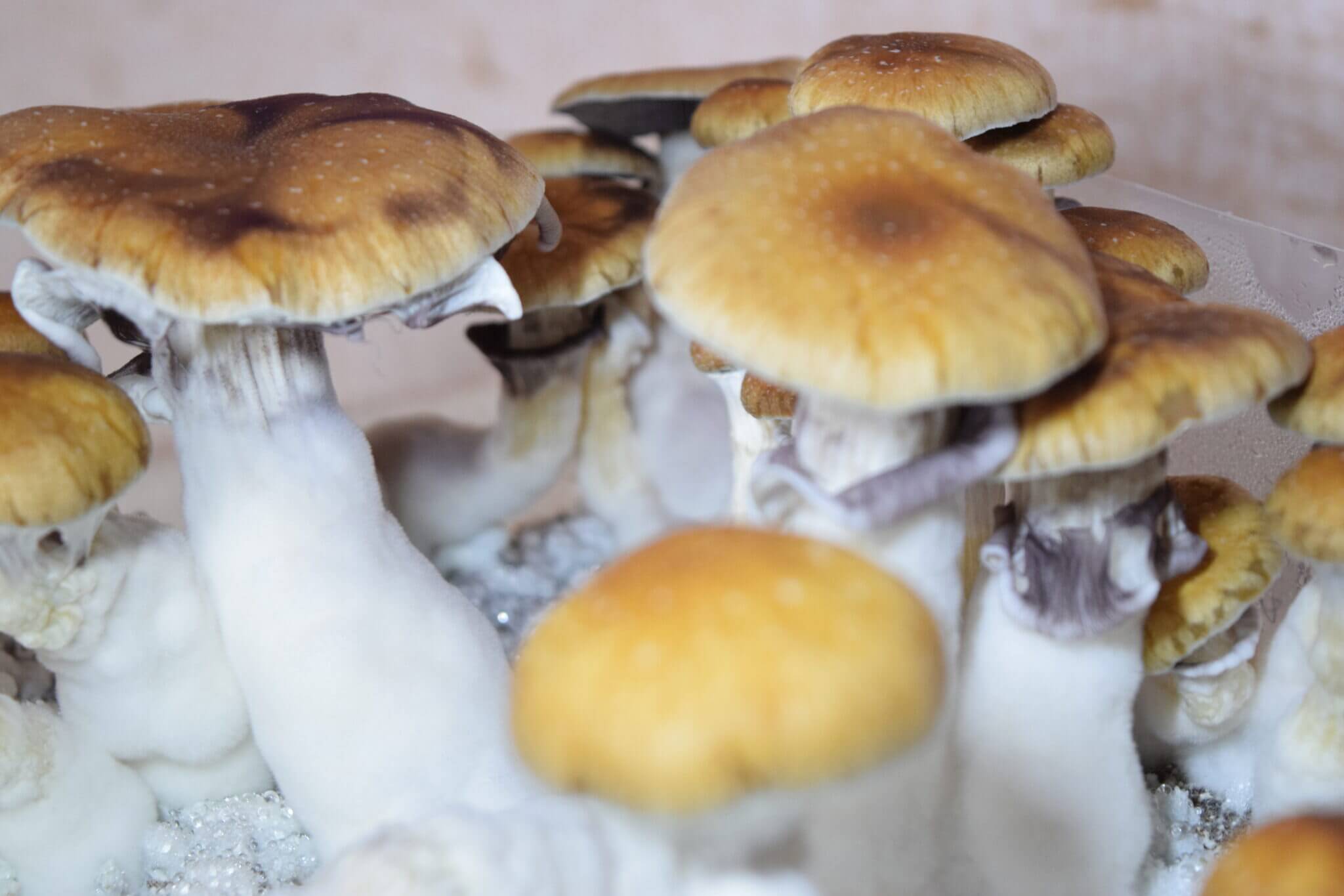 Psilocybe Natalensis LC